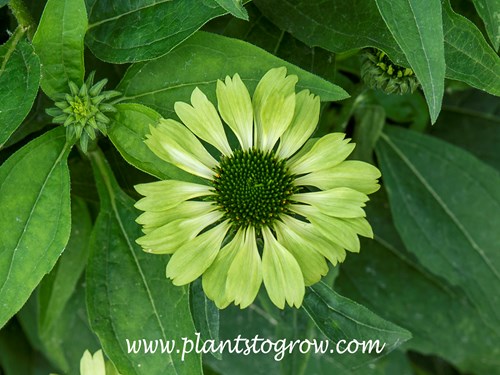 'Green Jewel' Coneflower (Echinacea purpurea)